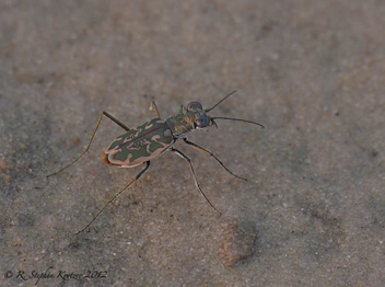 Ellipsoptera hamata